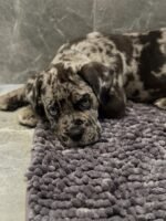 Rocky (Cane Corso) - Image 3