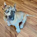 Casper (Cane Corso) - Image 3