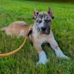 Casper (Cane Corso)