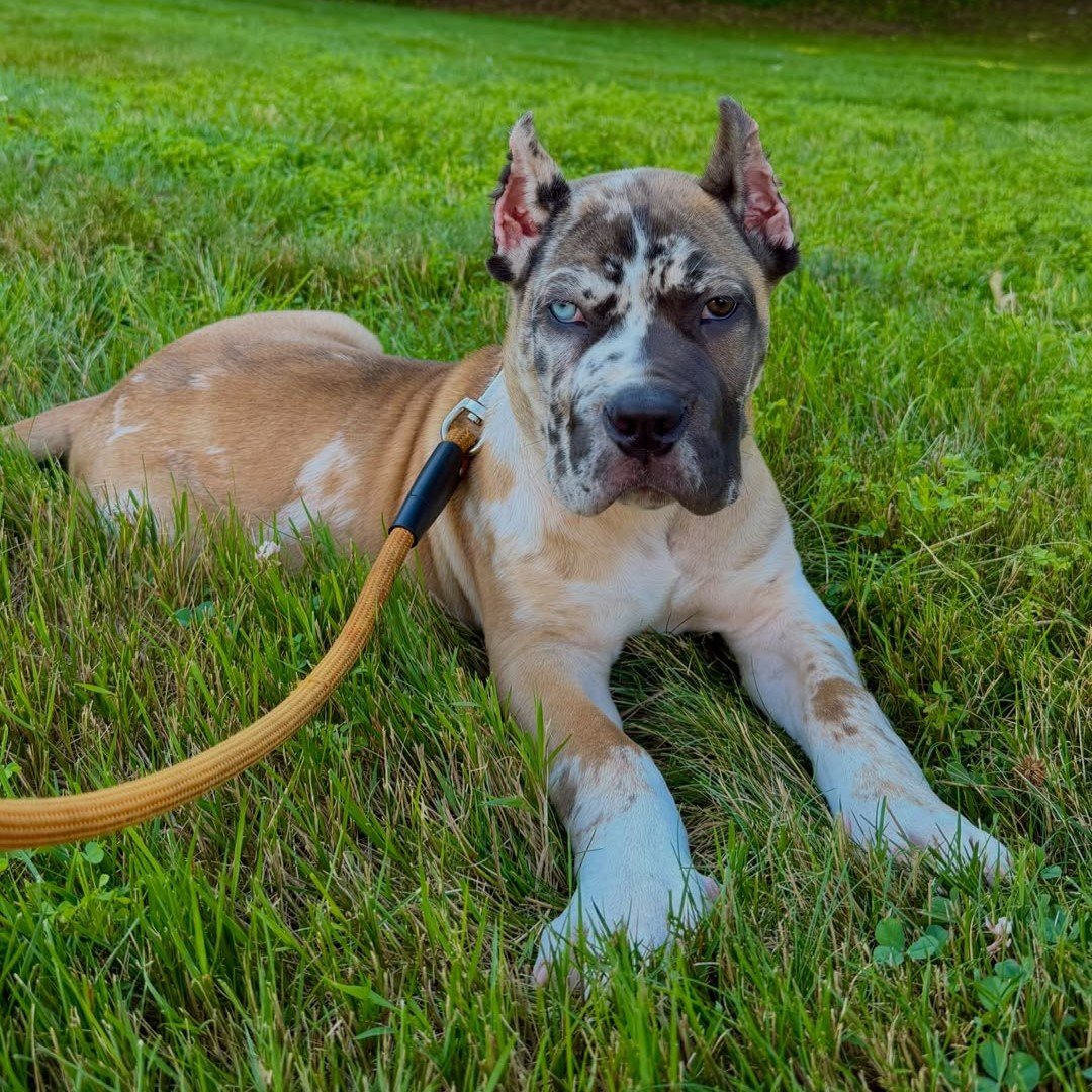Casper (2) Casper (Cane Corso) - Image 1
