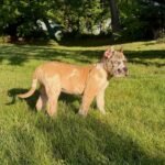 Casper (Cane Corso) - Image 2