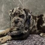Rocky (Cane Corso) - Image 2