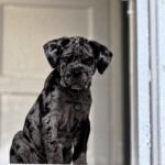 Rocky (Cane Corso)