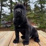 Sam (Cane Corso) - Image 3