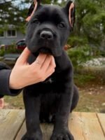 Sam (Cane Corso) - Image 2