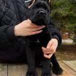 Sam (Cane Corso)