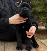 Sam (Cane Corso)