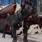 Sandy (Cane Corso)