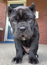 Sandy (Cane Corso) - Image 3