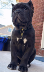 Sandy (Cane Corso) - Image 2