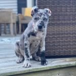 Sunny (Cane Corso) - Image 3