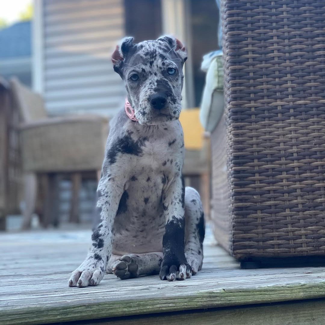 Sunny (2) Sunny (Cane Corso) - Image 1
