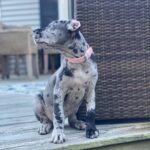 Sunny (Cane Corso) - Image 2