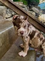 Oliver (Cane Corso) - Image 3