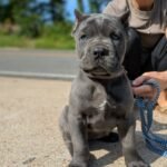 Lulu (Cane Corso)