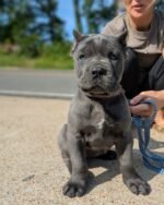 Lulu (Cane Corso)