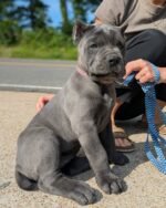 Lulu (Cane Corso) - Image 2