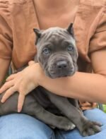 Lulu (Cane Corso) - Image 3