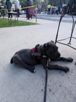 Jack (Cane Corso) - Image 3
