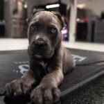 Jack (Cane Corso)