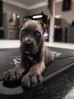 Jack (Cane Corso)