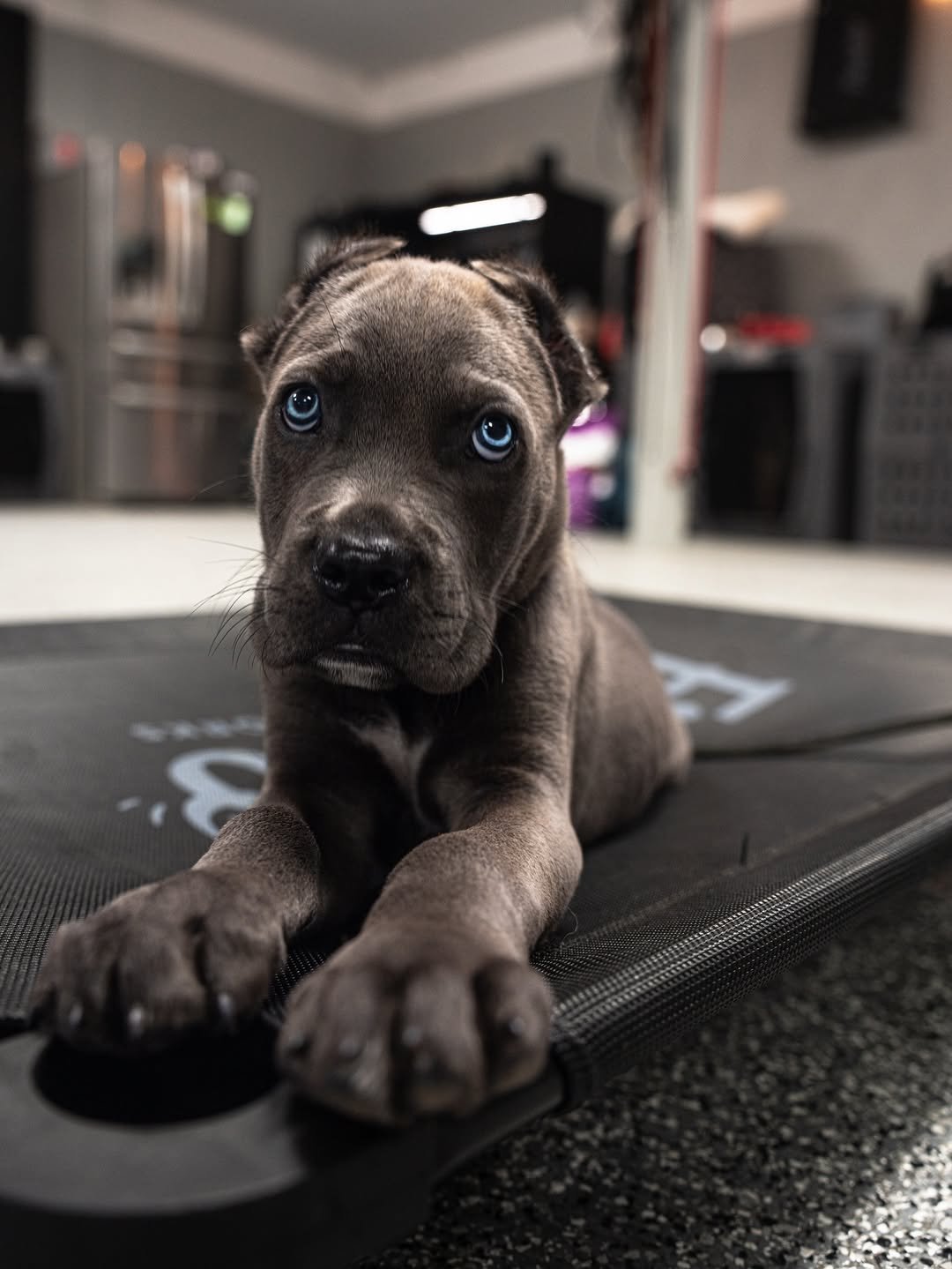 2026/08/822784.jpg Jack (Cane Corso) - Image 1