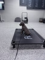 Jack (Cane Corso) - Image 2