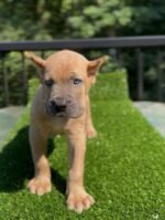 Coco (Cane Corso) - Image 2