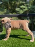 Coco (Cane Corso) - Image 3