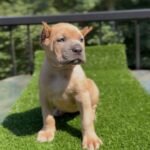 Coco (Cane Corso)