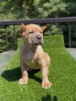 Coco (Cane Corso)
