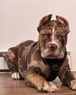 Ziggy (Cane Corso) - Image 3