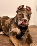 Ziggy (Cane Corso) - Image 2