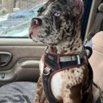 Ziggy (Cane Corso)