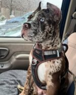 Ziggy (Cane Corso)