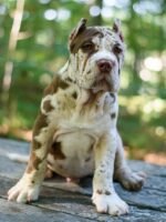 Oliver (Cane Corso) - Image 2