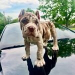 Oliver (Cane Corso)