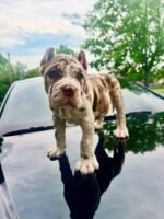 Oliver (Cane Corso)