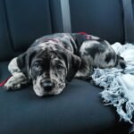 Alphas (Cane Corso) - Image 2