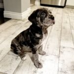 Alphas (Cane Corso)