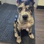 Enzo (Cane Corso)