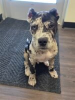 Enzo (Cane Corso)