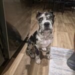 Enzo (Cane Corso) - Image 3