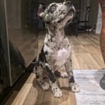 Enzo (Cane Corso) - Image 2
