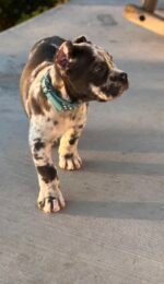 Sky (Cane Corso) - Image 3