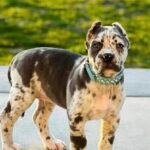 Sky (Cane Corso)