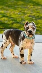 Sky (Cane Corso)