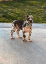 Sky (Cane Corso) - Image 2