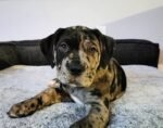 Alphas (Cane Corso) - Image 3