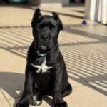Lucy ( Cane Corso)